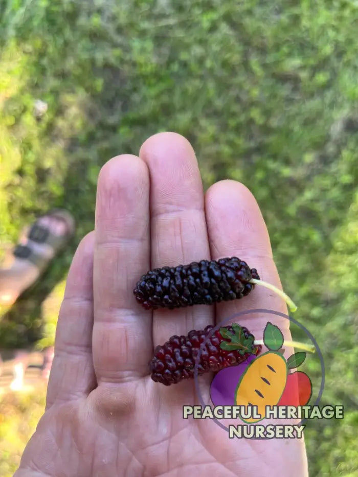 Silk Hope Mulberry - Naturally Grown Mulberry Trees For Sale