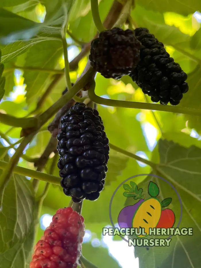 Silk Hope Mulberry - Naturally Grown - Mulberry Trees For Sale