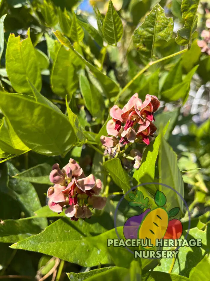 ’Simon 1972’ LSU Groundnut Plants Apios Americana | Naturally Grown - Vegetable Seeds