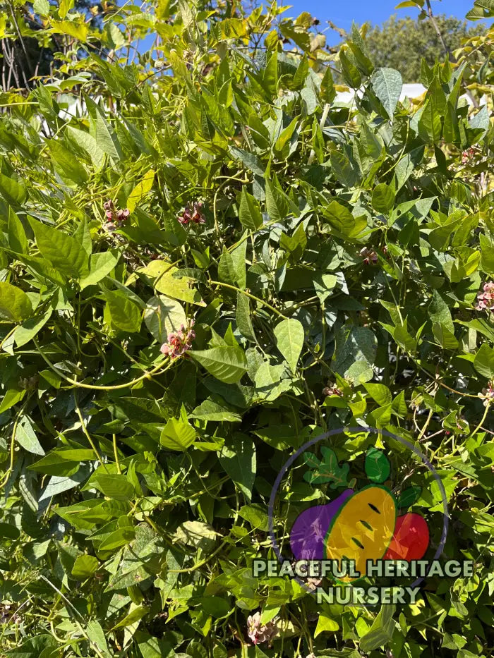 ’Simon 1972’ LSU Groundnut Plants Apios Americana | Naturally Grown - Vegetable Seeds