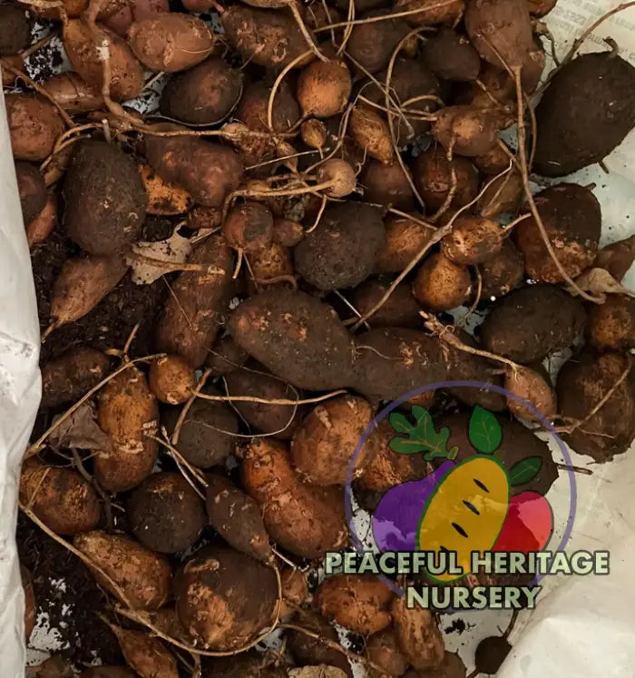 ’Simon 1972’ LSU Groundnut Plants Apios Americana | Naturally Grown - Vegetable Seeds