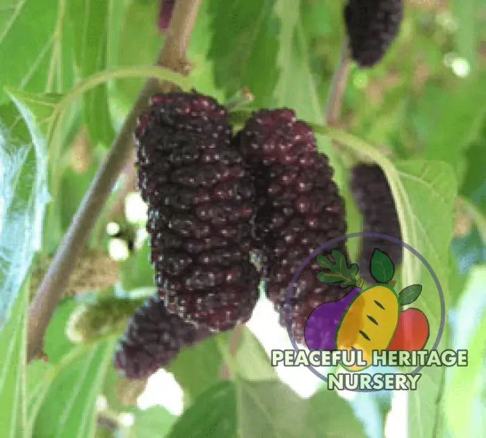 Sixth Street Mulberry Tree | Naturally Grown Medium 1-2’ ORGANIC