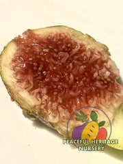 Texas BA-1 Fig Tree | Naturally Grown