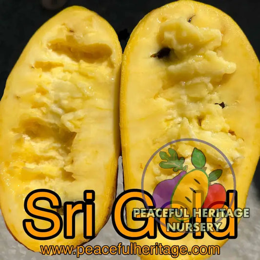Sri Gold Pawpaw Tree - Naturally Grown Medium 12-18’’ Pawpaw Trees For Sale