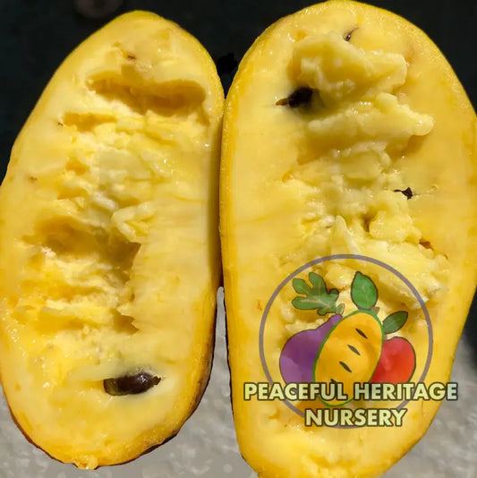 Sri Gold Pawpaw Tree | Naturally Grown Pawpaw Trees For Sale