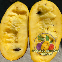 Sri Gold Pawpaw Tree | Naturally Grown