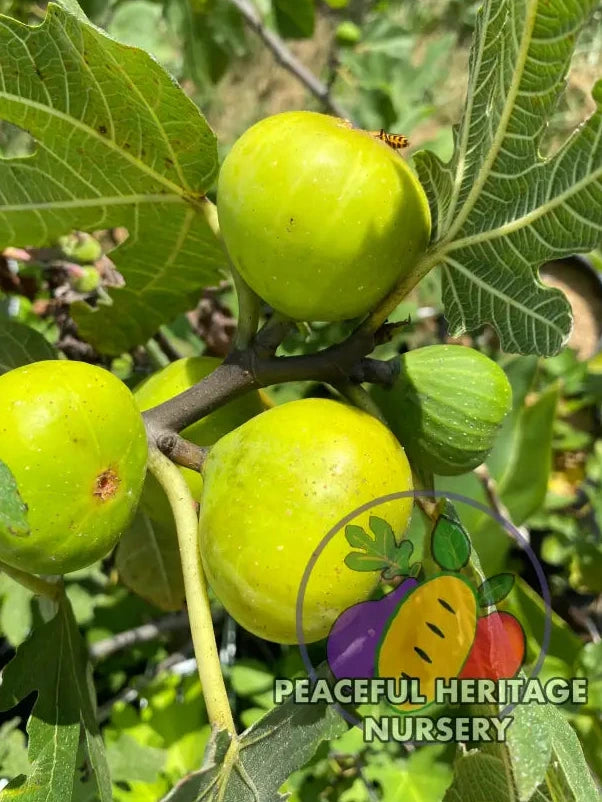 St Anthony Fig Tree - NEW!  Naturally Grown
