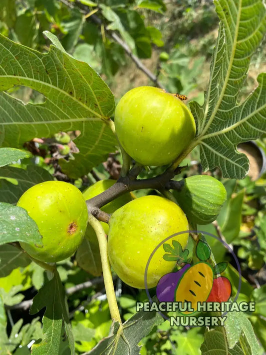 St Anthony Fig Tree - NEW! Naturally Grown MEDIUM 1-2’ Unassigned