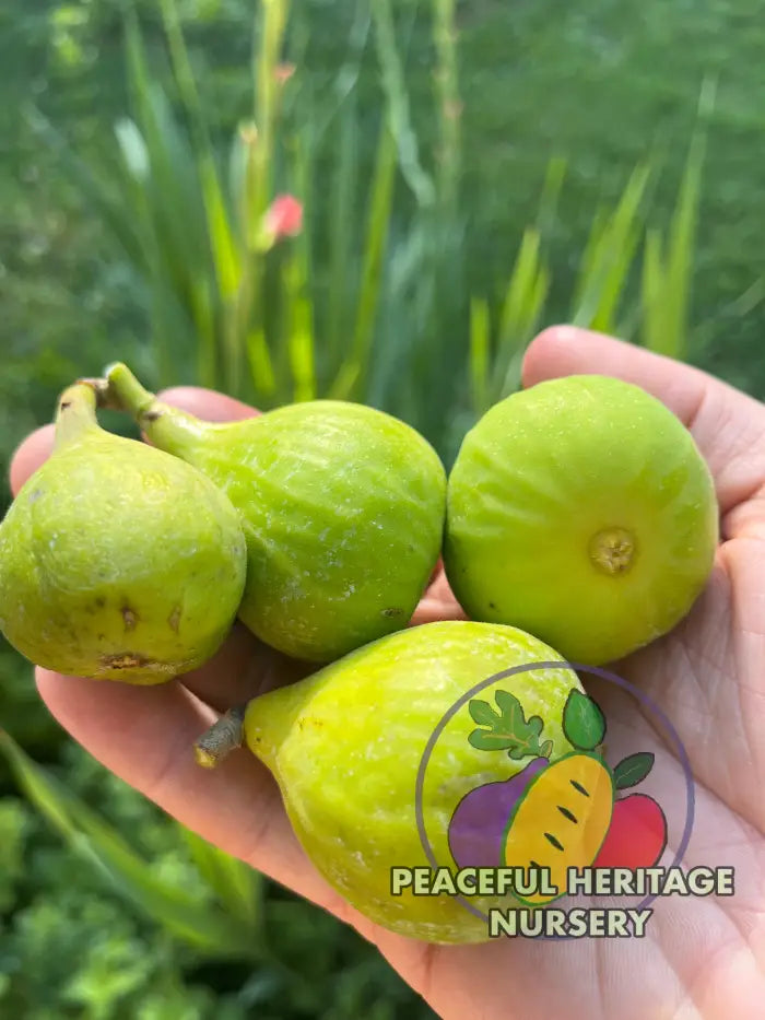 St Anthony Fig Tree - NEW! Naturally Grown - Unassigned