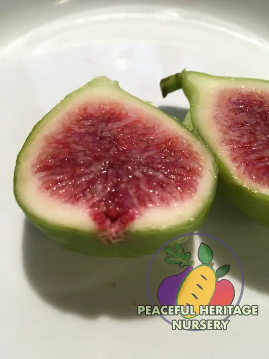 Strawberry Jam Fig (Green Ischia) - Naturally Grown MEDIUM 1-2’ Naturally Grown Fig Trees For Sale