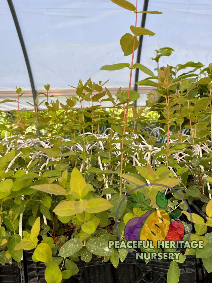 Strawberry Sensation TM Honeyberry | Peaceful Heritage Nursery - Honeyberry