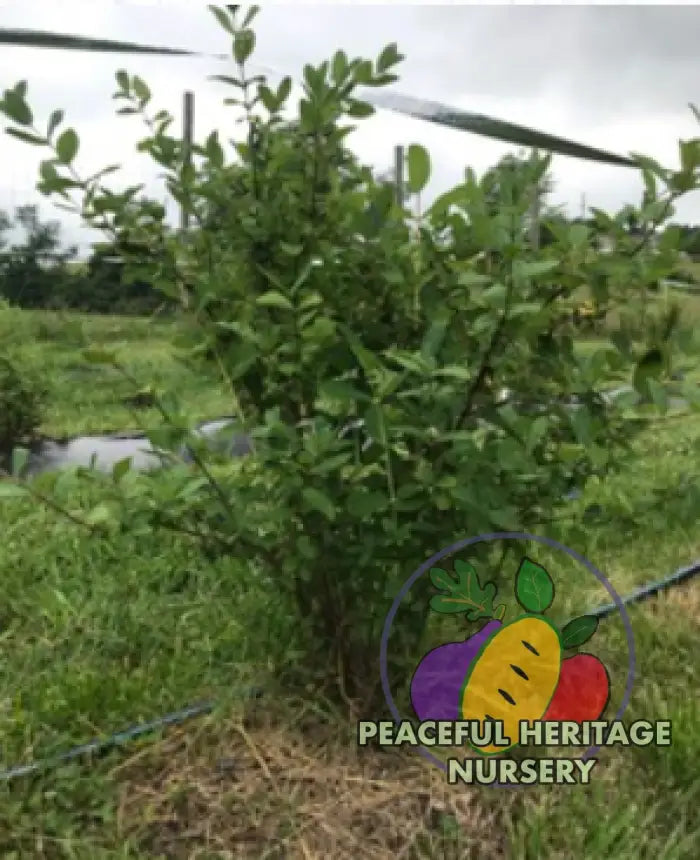 Strawberry Sensation TM Honeyberry | Peaceful Heritage Nursery - Honeyberry