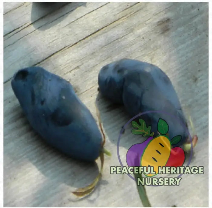 Strawberry Sensation TM Honeyberry | Peaceful Heritage Nursery