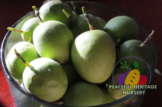 Superior Hardy Passionfruit Vine Bundles | Naturally Grown ORGANIC