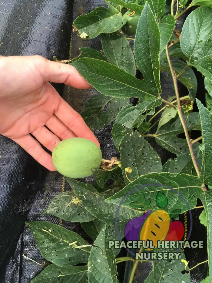 Superior Hardy Passionfruit Vine Plant Bundles - NATURALLY GROWN ORGANIC