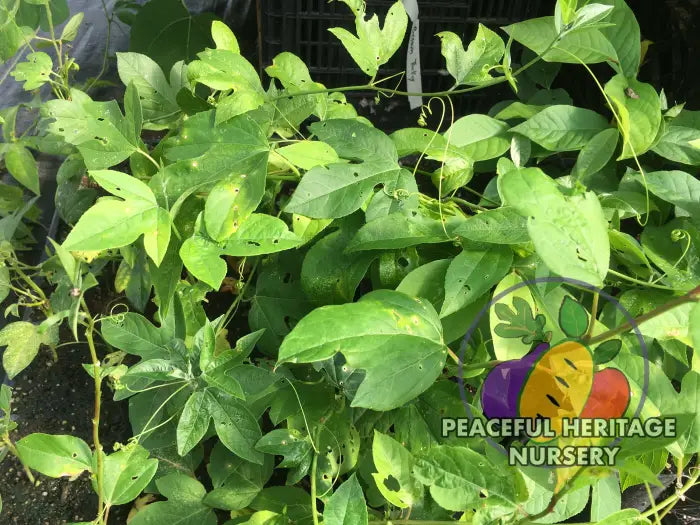 Superior Hardy Passionfruit Vine Plant Bundles - NATURALLY GROWN ORGANIC