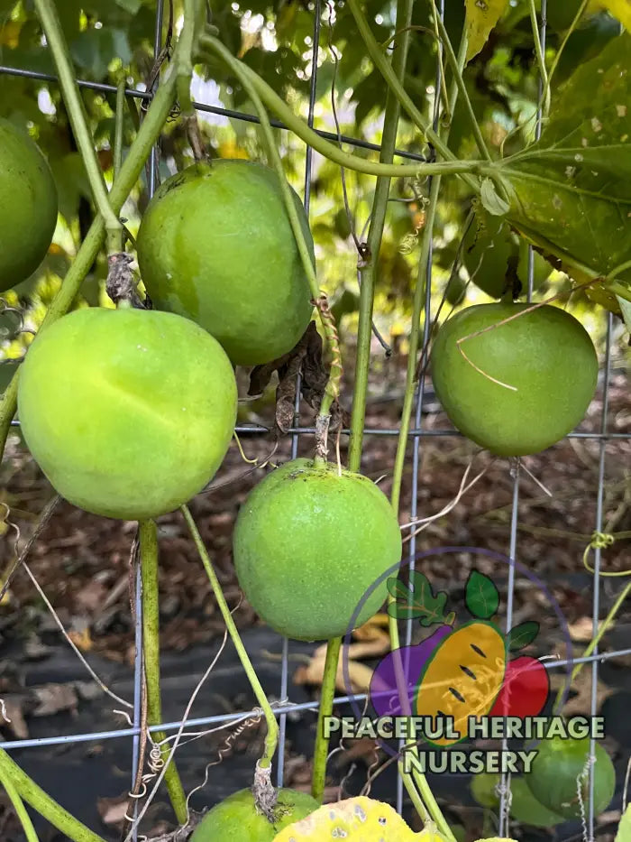 Superior Passionfruit Seed Packet | Peaceful Heritage Nursery Seed