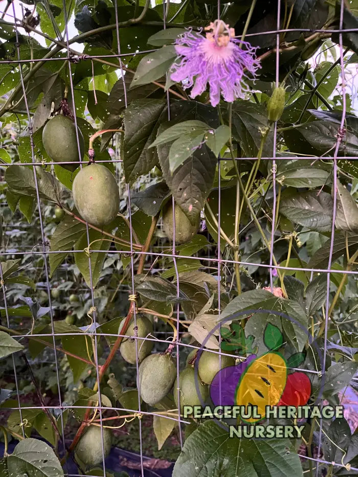 Superior Passionfruit Seed Packet - NATURALLY GROWN Seed