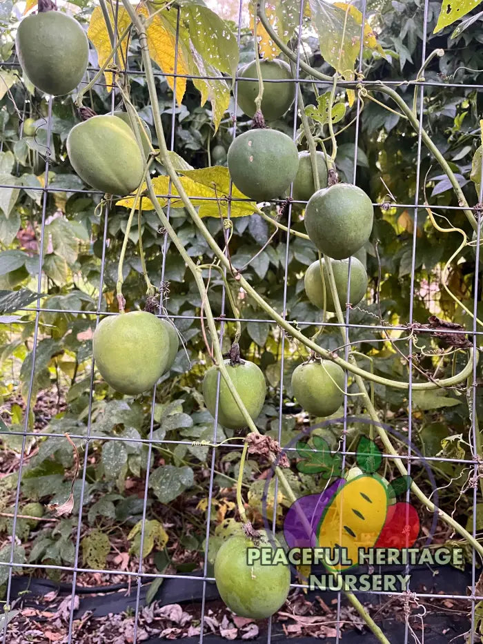 Superior Passionfruit Seed Packet | Peaceful Heritage Nursery Seed