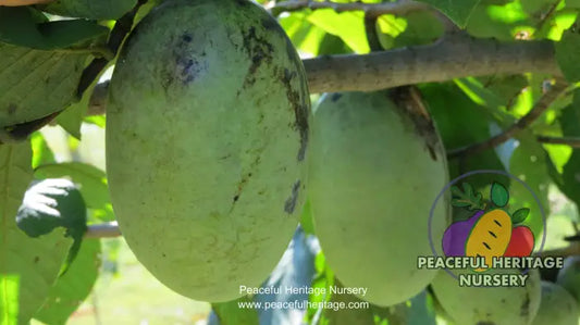 Susquehanna Pawpaw Tree - NATURALLY GROWN MEDIUM 12-18’’ Pawpaw Trees For Sale