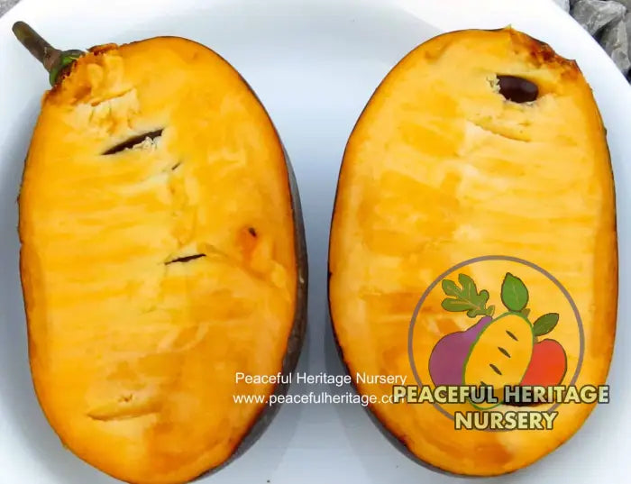 Susquehanna Pawpaw Tree - NATURALLY GROWN Pawpaw Trees For Sale