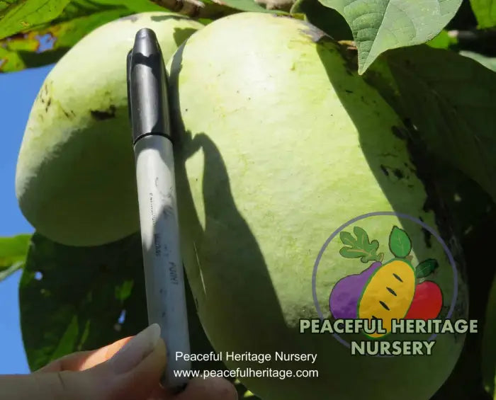 Susquehanna Pawpaw Tree - NATURALLY GROWN Pawpaw Trees For Sale