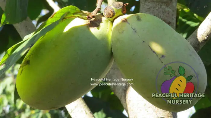 Susquehanna Pawpaw Tree - NATURALLY GROWN Pawpaw Trees For Sale