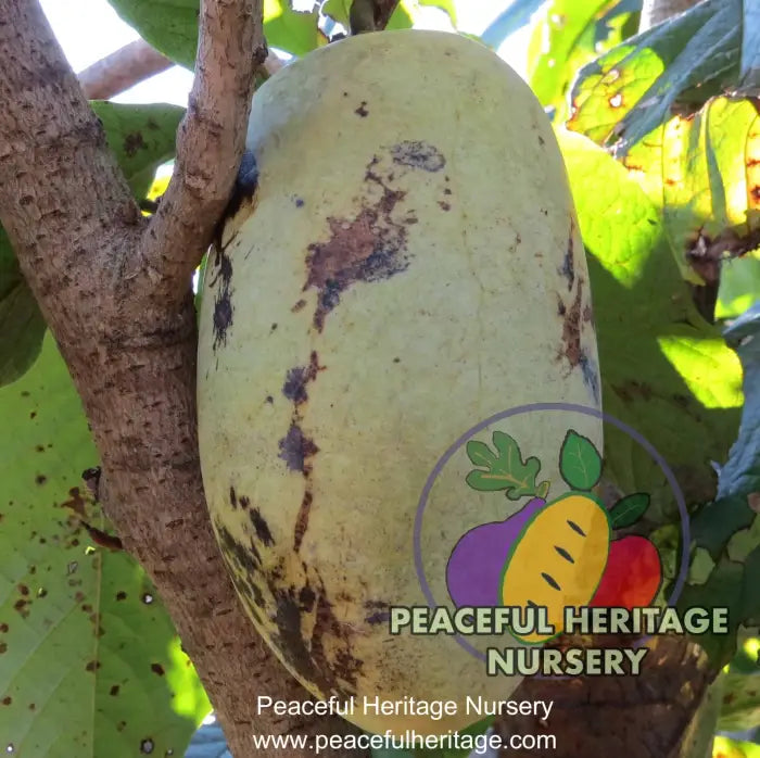 Susquehanna Pawpaw Tree - NATURALLY GROWN Pawpaw Trees For Sale