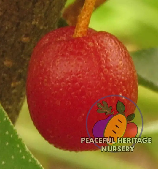 Sweet Scarlett TM Goumi Berry Naturally Grown MEDIUM 1-2’ ORGANIC