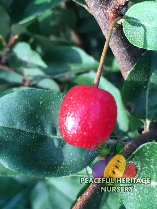 Sweet Scarlett TM Goumi Berry Naturally Grown MEDIUM 1-2’ ORGANIC