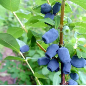 4 Japanese Honeyberry Collection - EXTRA LARGE SIZE