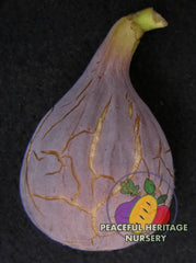 Takoma Violet Fig - Naturally Grown