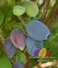 Tana Honeyberry (Japanese) EXTRA LARGE SIZE