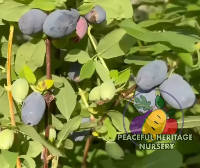 Tana Honeyberry (Japanese) EXTRA LARGE SIZE Honeyberry