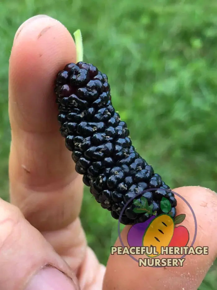 Taylor #1 Mulberry | Naturally Grown MEDIUM (1-2ft) Mulberry Trees For Sale