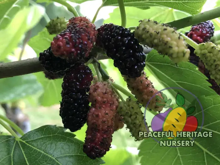 Taylor #1 Mulberry | Naturally Grown Mulberry Trees For Sale