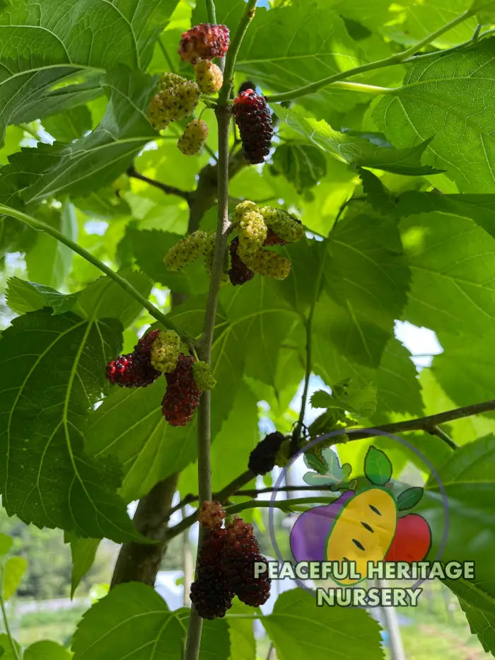 Taylor #1 Mulberry | Naturally Grown Mulberry Trees For Sale