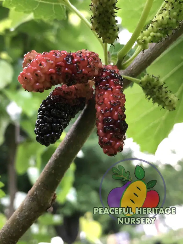 Taylor #1 Mulberry | Naturally Grown Mulberry Trees For Sale