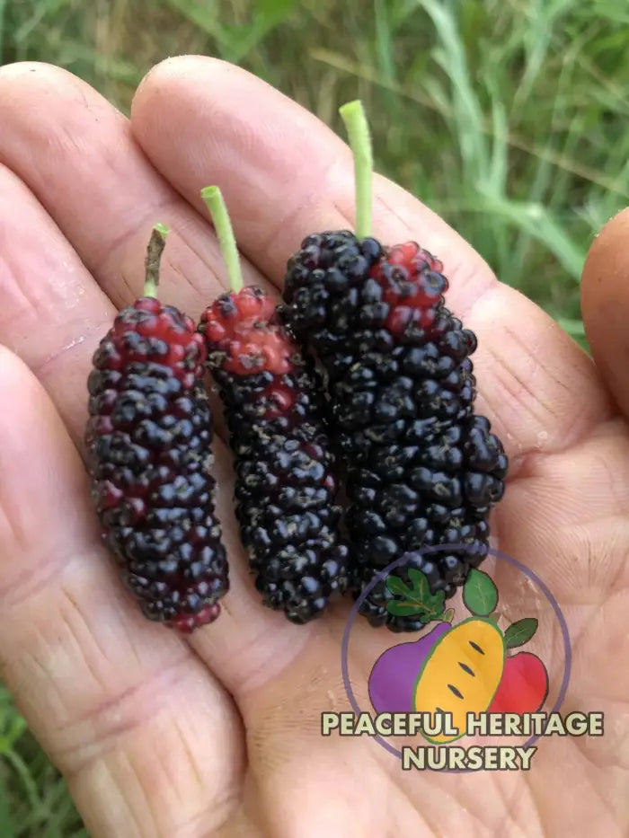 Taylor #1 Mulberry | Naturally Grown Mulberry Trees For Sale