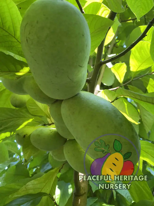 Taytwo Pawpaw Tree - NATURALLY GROWN Medium 12-18’’ Pawpaw Trees For Sale