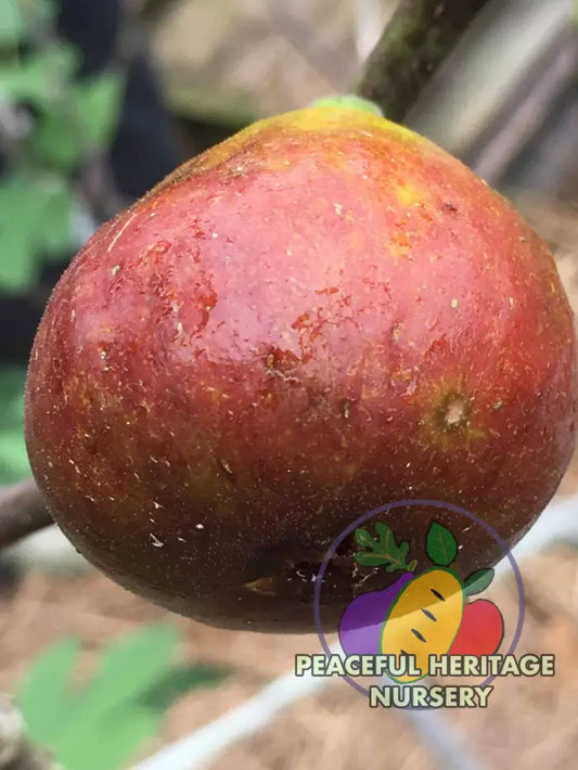 Texas BA-1 Fig Tree - Naturally Grown LARGE 2-4’ ORGANIC