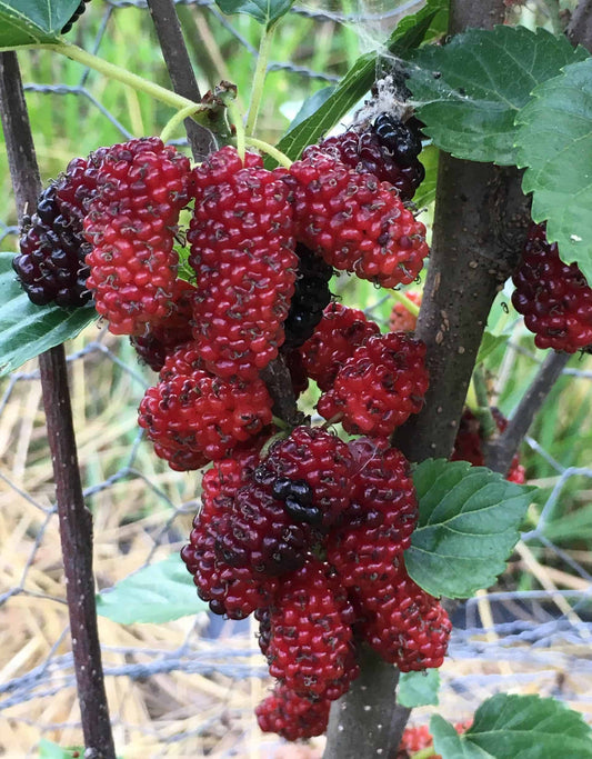 'Chiang Mai #60' Mulberry Tree - Naturally Grown