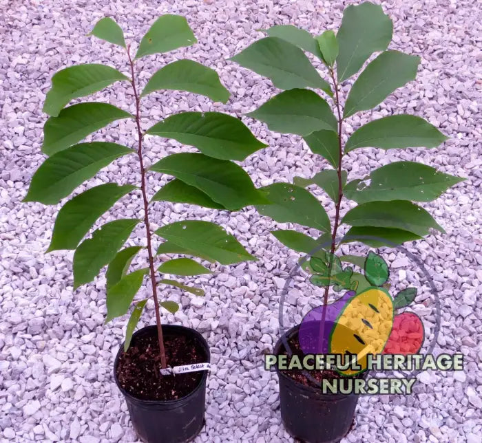 Ultra-Select Pawpaw 2-Year Tree - NATURALLY GROWN ORGANIC