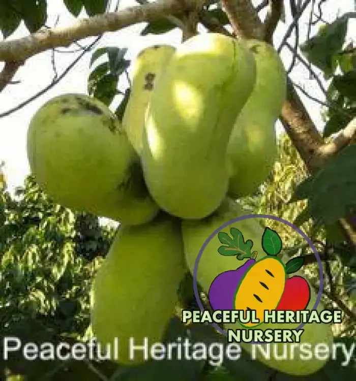 Ultra-Select Pawpaw Trees POLLINATION BUNDLE - 2 YR - NATURALLY GROWN 2 -Tree BUNDLE SUPREME GRADE 2-3 FT + ORGANIC