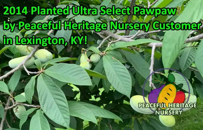 Ultra-Select Pawpaw Trees POLLINATION BUNDLE - 2 YR - NATURALLY GROWN 2 -Tree BUNDLE SUPREME GRADE 2-3 FT + ORGANIC