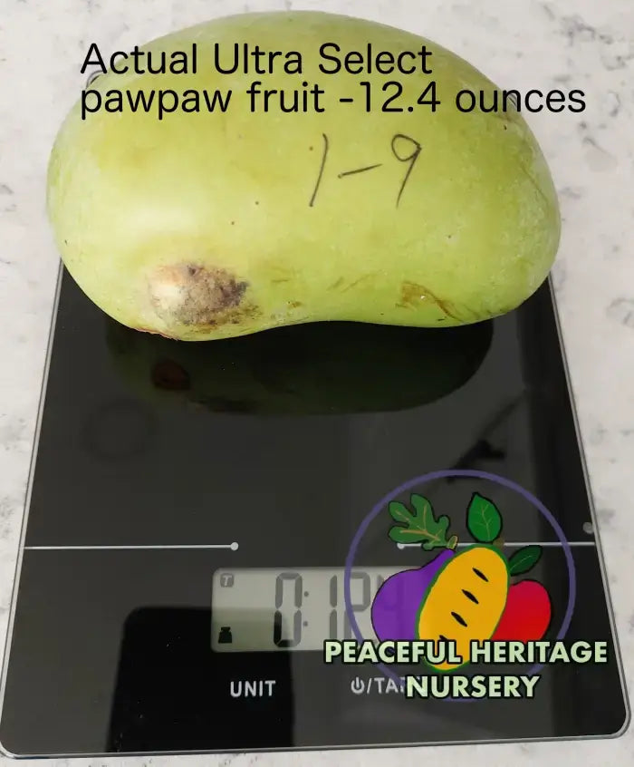 Ultra Select Pawpaw Trees Pollination Bundle 2 Yr | Peaceful Heritage Nursery ORGANIC