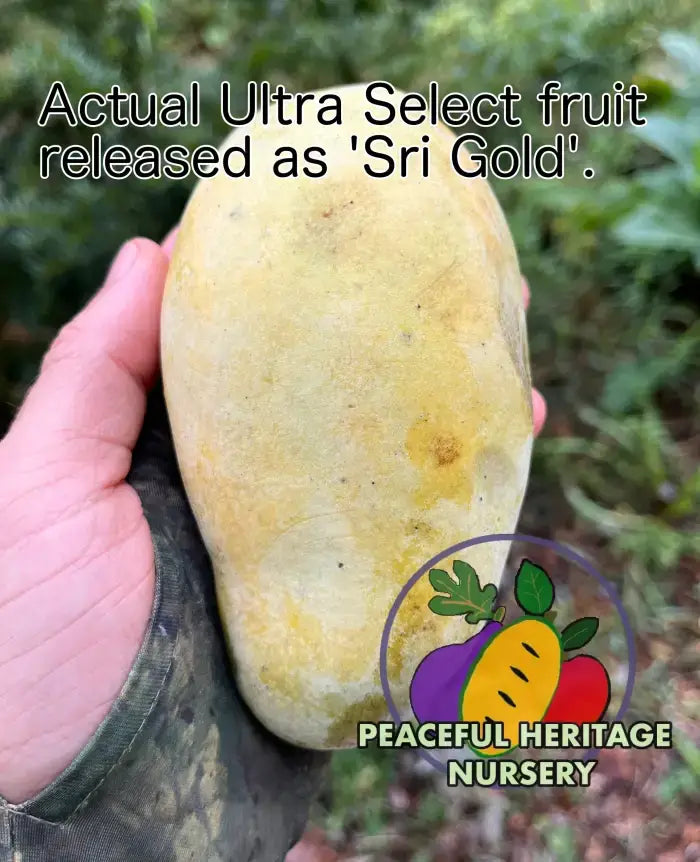 Ultra Select Pawpaw Trees Pollination Bundle 2 Yr | Peaceful Heritage Nursery ORGANIC