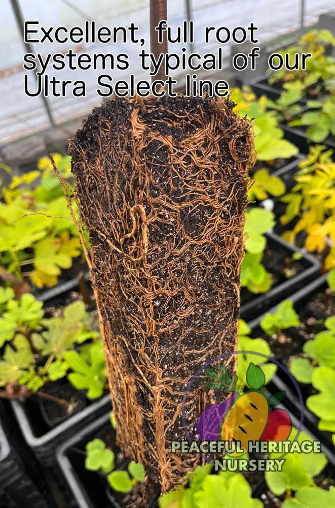 Ultra Select Pawpaw Trees Pollination Bundle 2 Yr | Peaceful Heritage Nursery ORGANIC