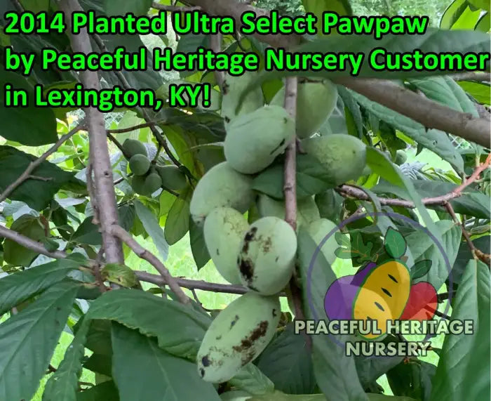 Ultra-Select Pawpaw Trees POLLINATION BUNDLE - 2 YR - NATURALLY GROWN 2 -Tree BUNDLE SUPREME GRADE 2-3 FT + ORGANIC
