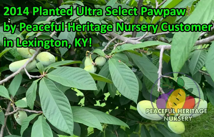 Ultra-Select Pawpaw Trees POLLINATION BUNDLE - 2 YR - NATURALLY GROWN 2 -Tree BUNDLE SUPREME GRADE 2-3 FT + ORGANIC